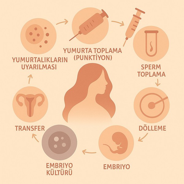 Tüp bebek (IVF) süreci birkaç aşamadan oluşur